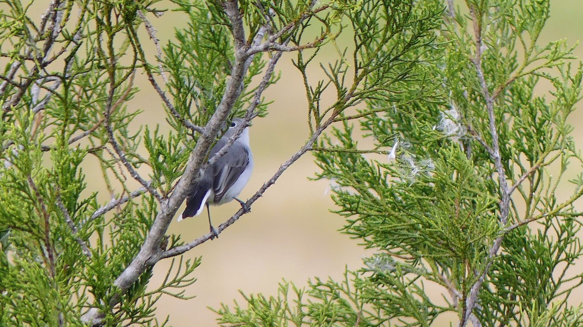 Комароловка сиза - ML646748607