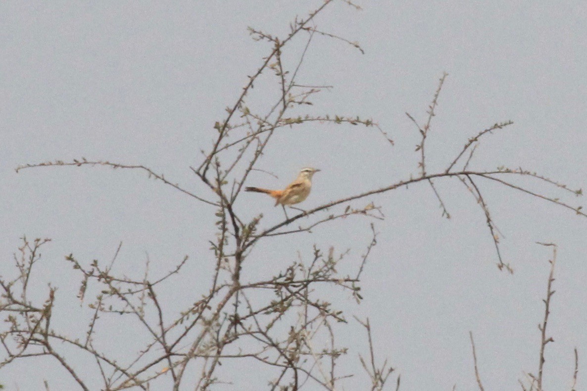 Kalahariko buztantentea - ML646748608