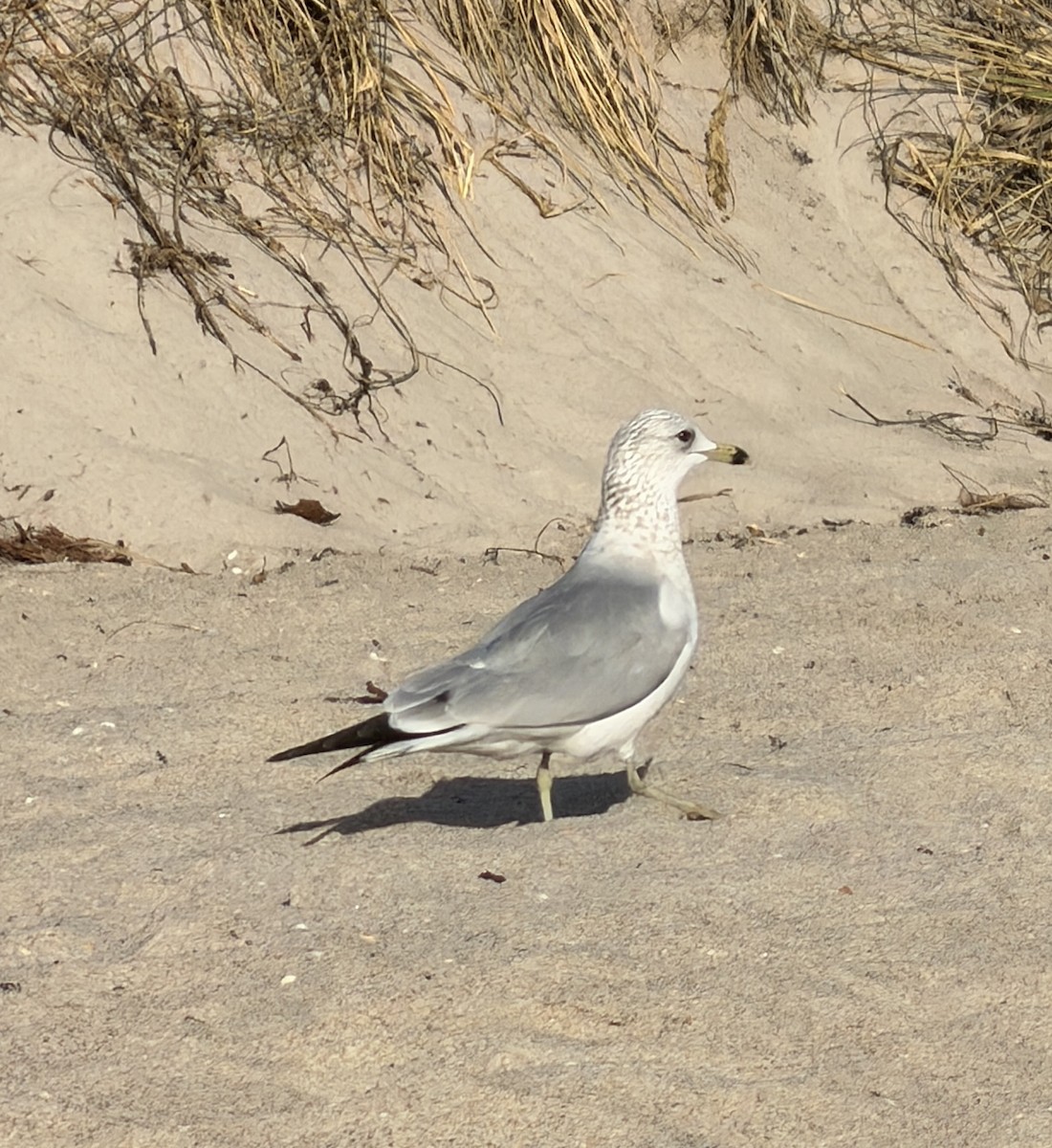 Ringschnabelmöwe - ML646748609