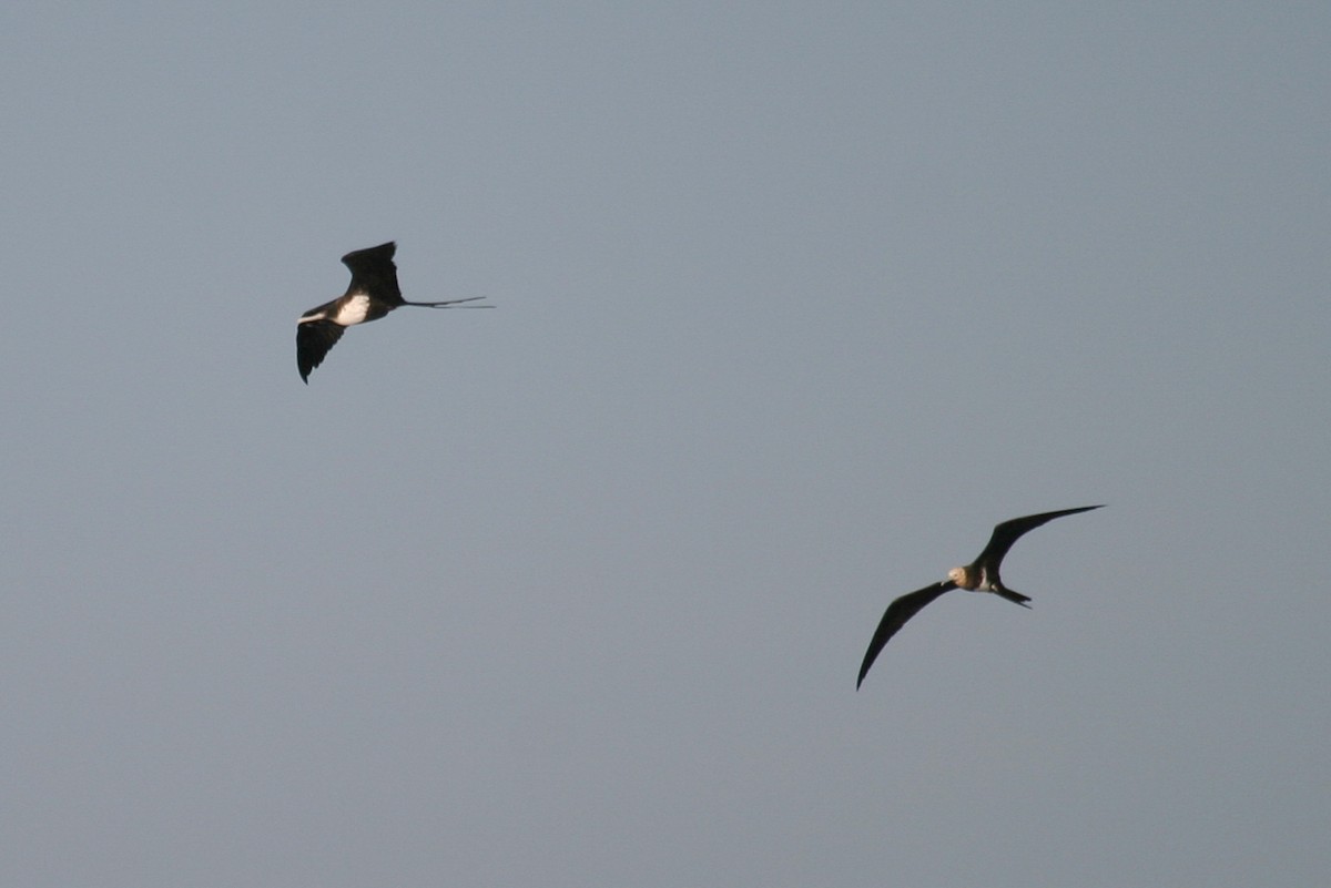 Lesser Frigatebird - ML646748610