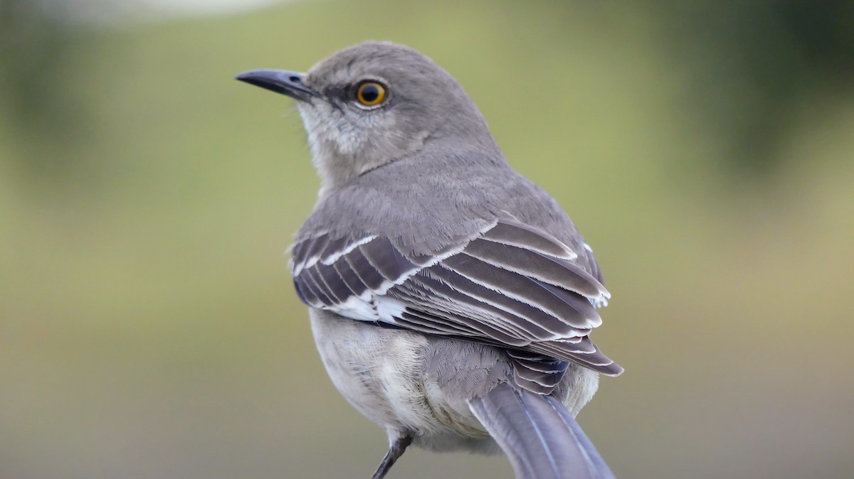 Northern Mockingbird - ML646748611