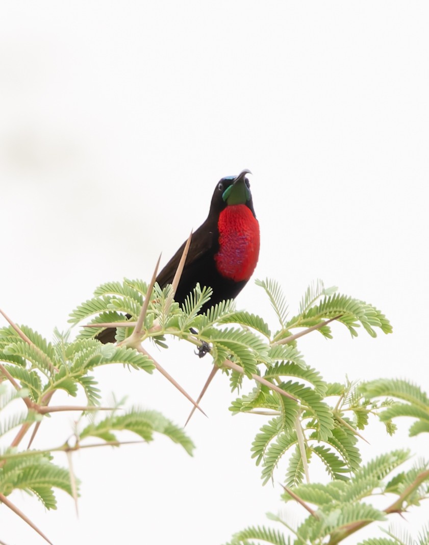 Scarlet-chested Sunbird - ML646748612