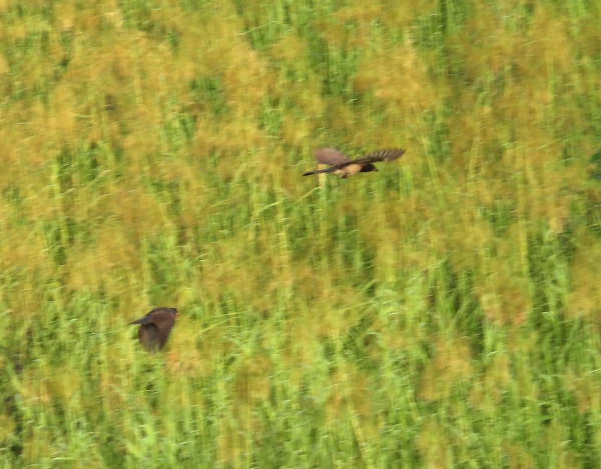 Brown Jay - ML646748613