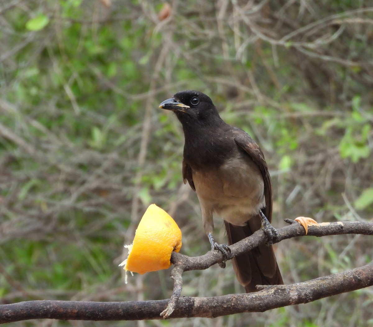 Brown Jay - ML646748614