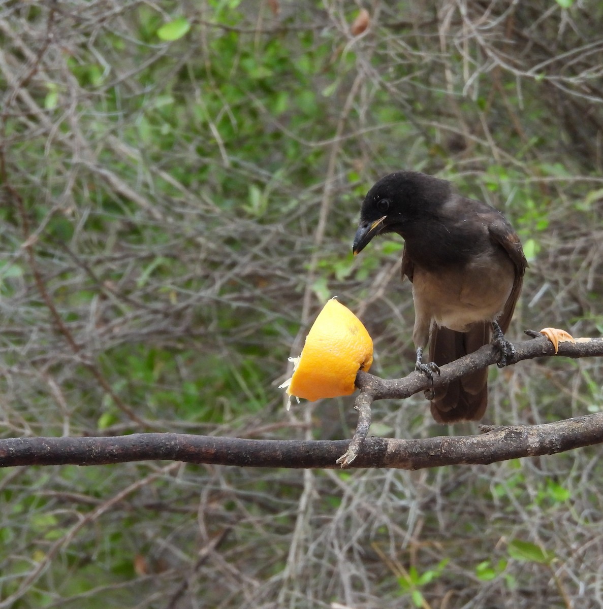 Brown Jay - ML646748615