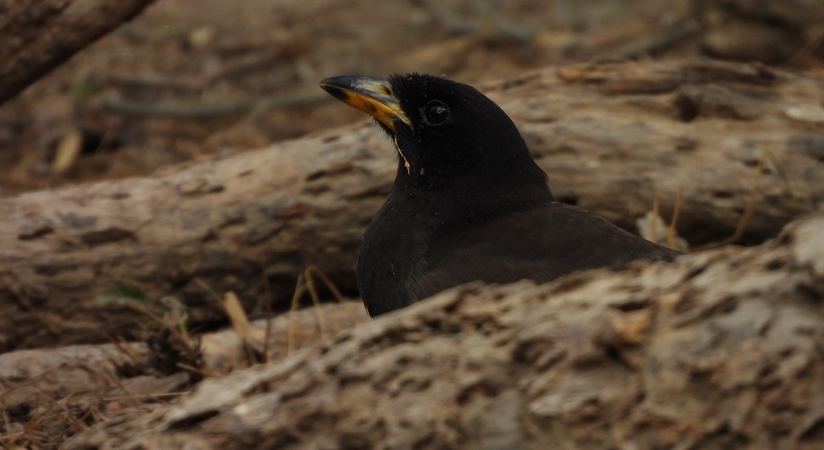 Brown Jay - ML646748616