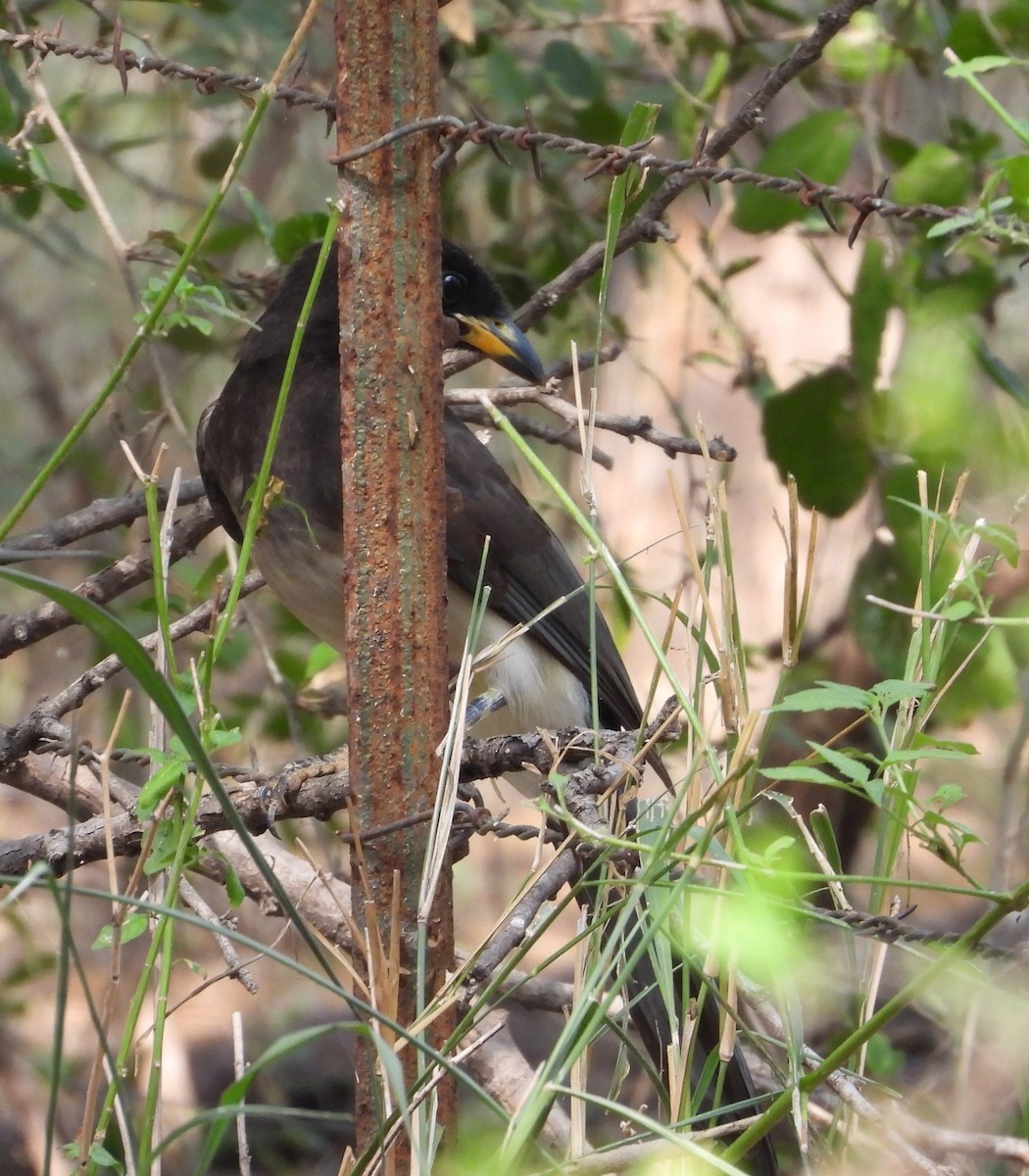 Brown Jay - ML646748617