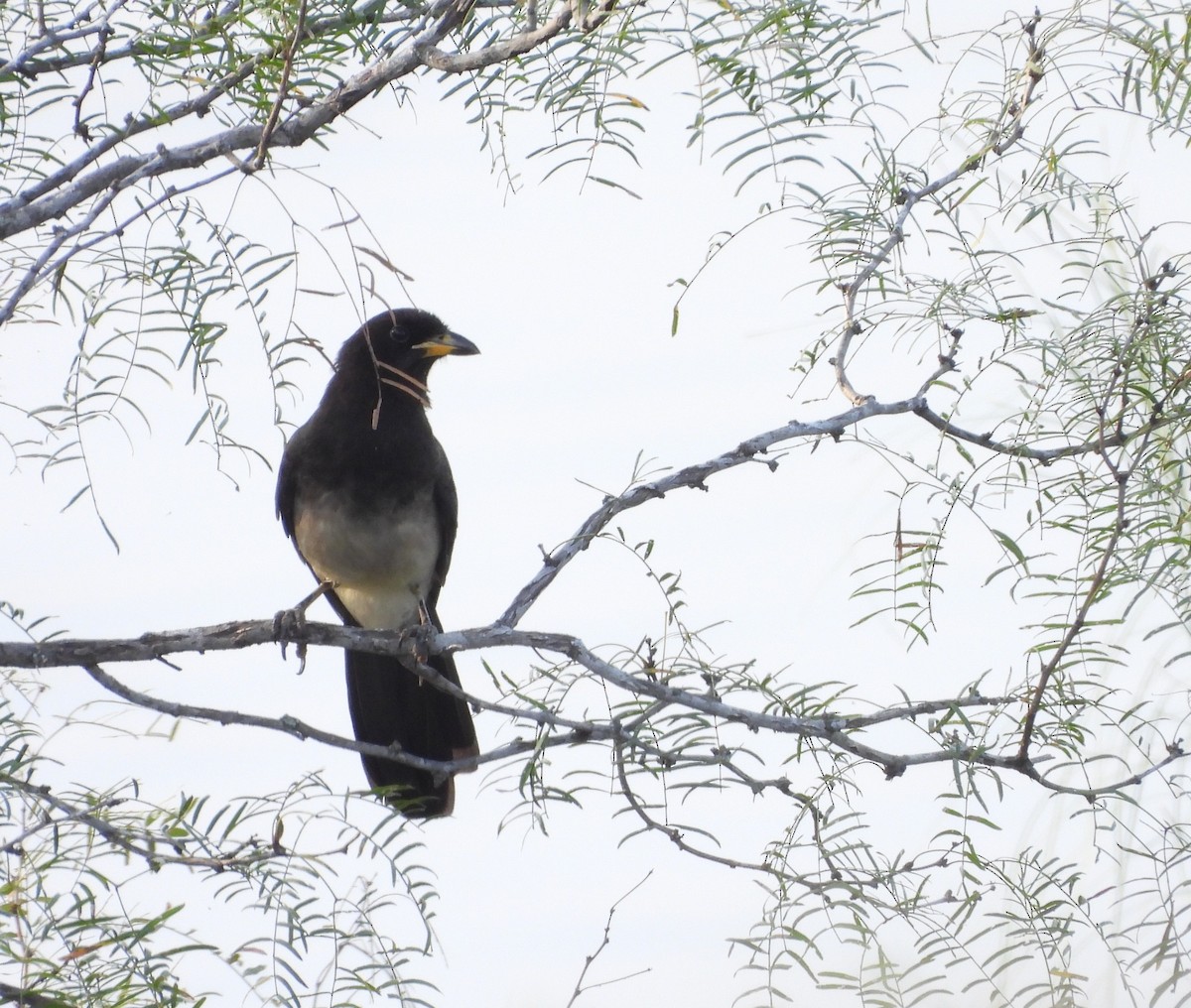 Brown Jay - ML646748618