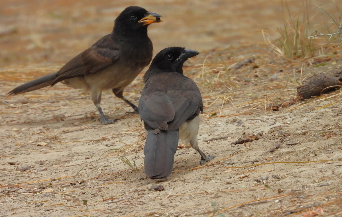 Brown Jay - ML646748619