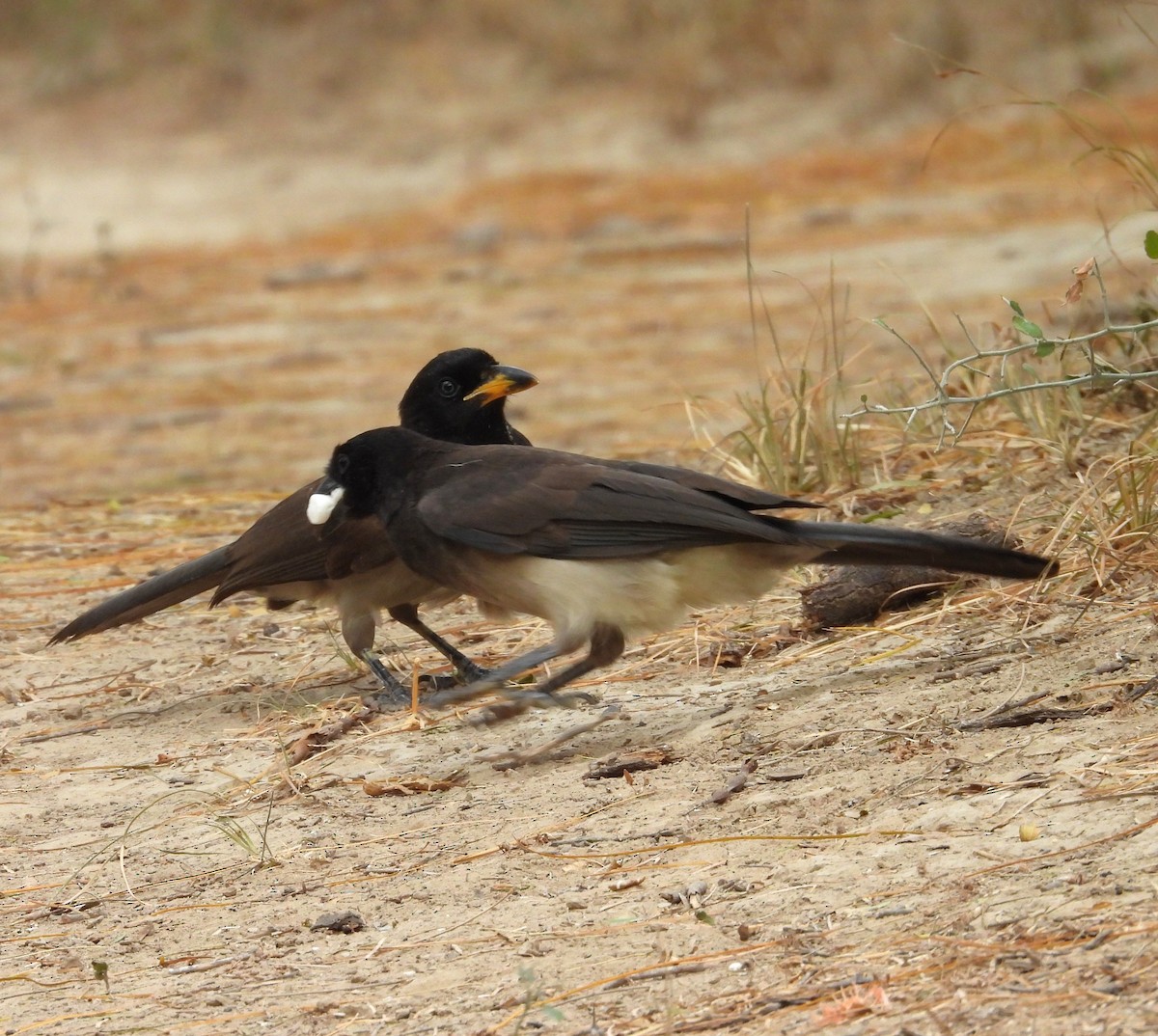 Brown Jay - ML646748620