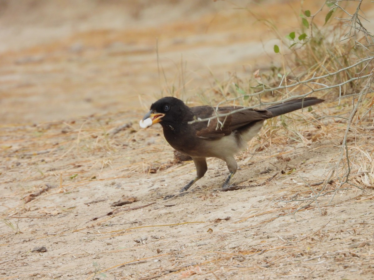 Brown Jay - ML646748621
