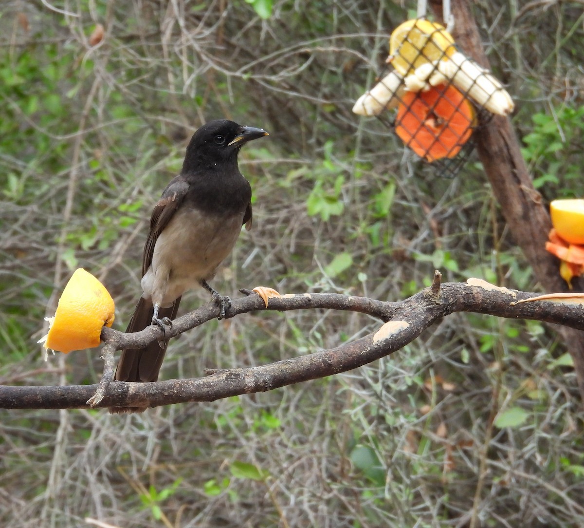 Brown Jay - ML646748622
