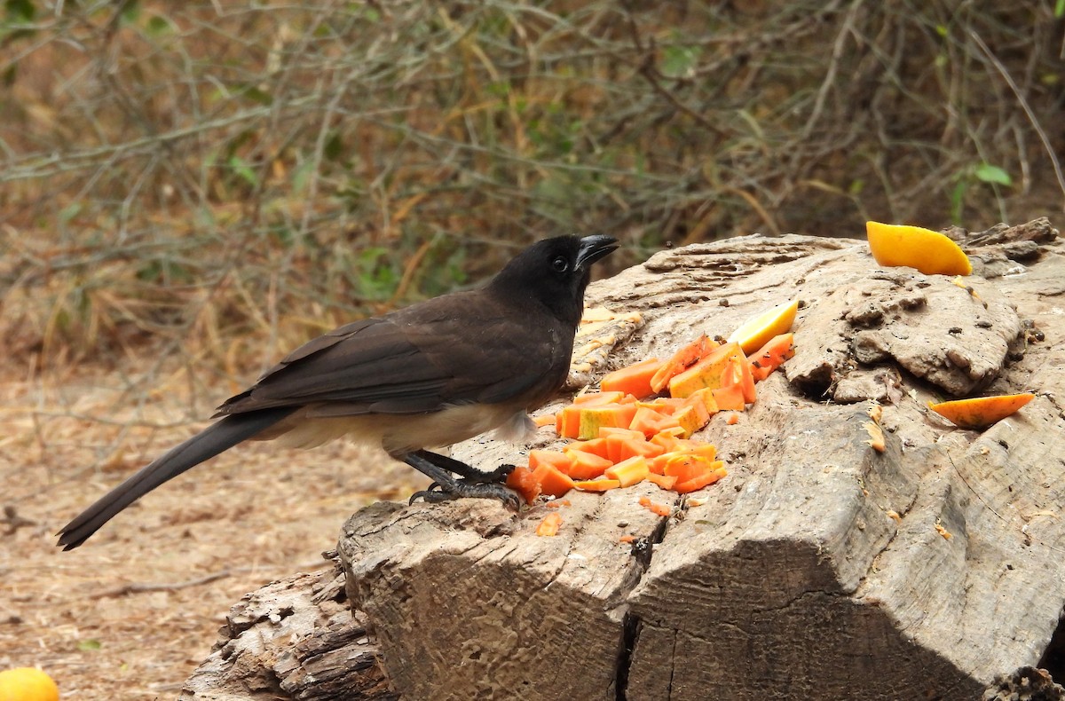 Brown Jay - ML646748623