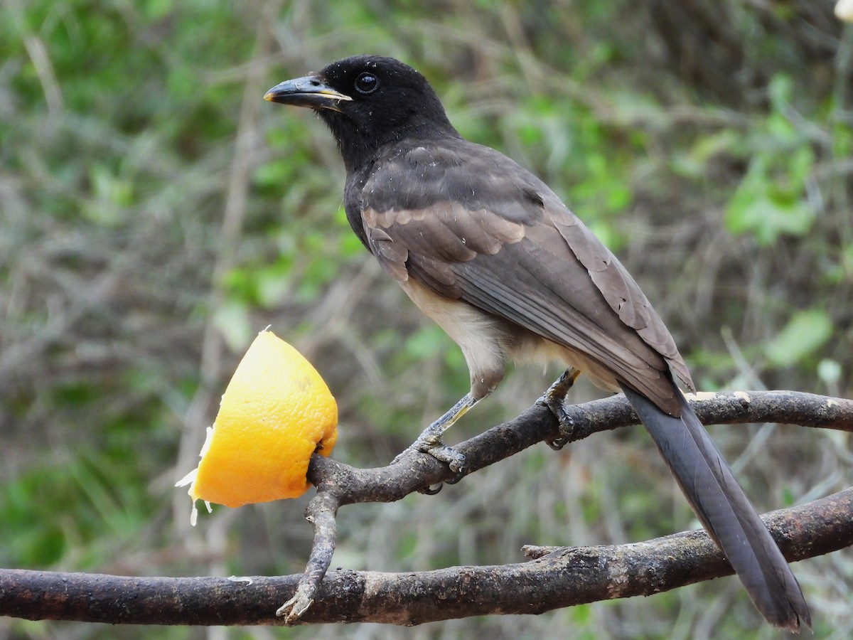 Brown Jay - ML646748624
