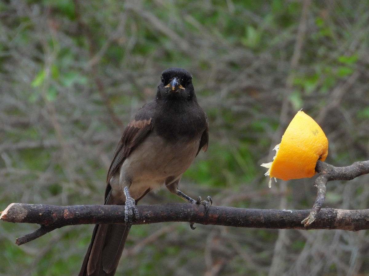 Brown Jay - ML646748625