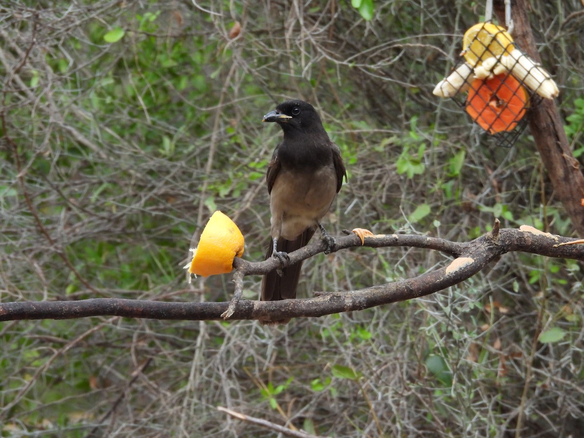 Brown Jay - ML646748626