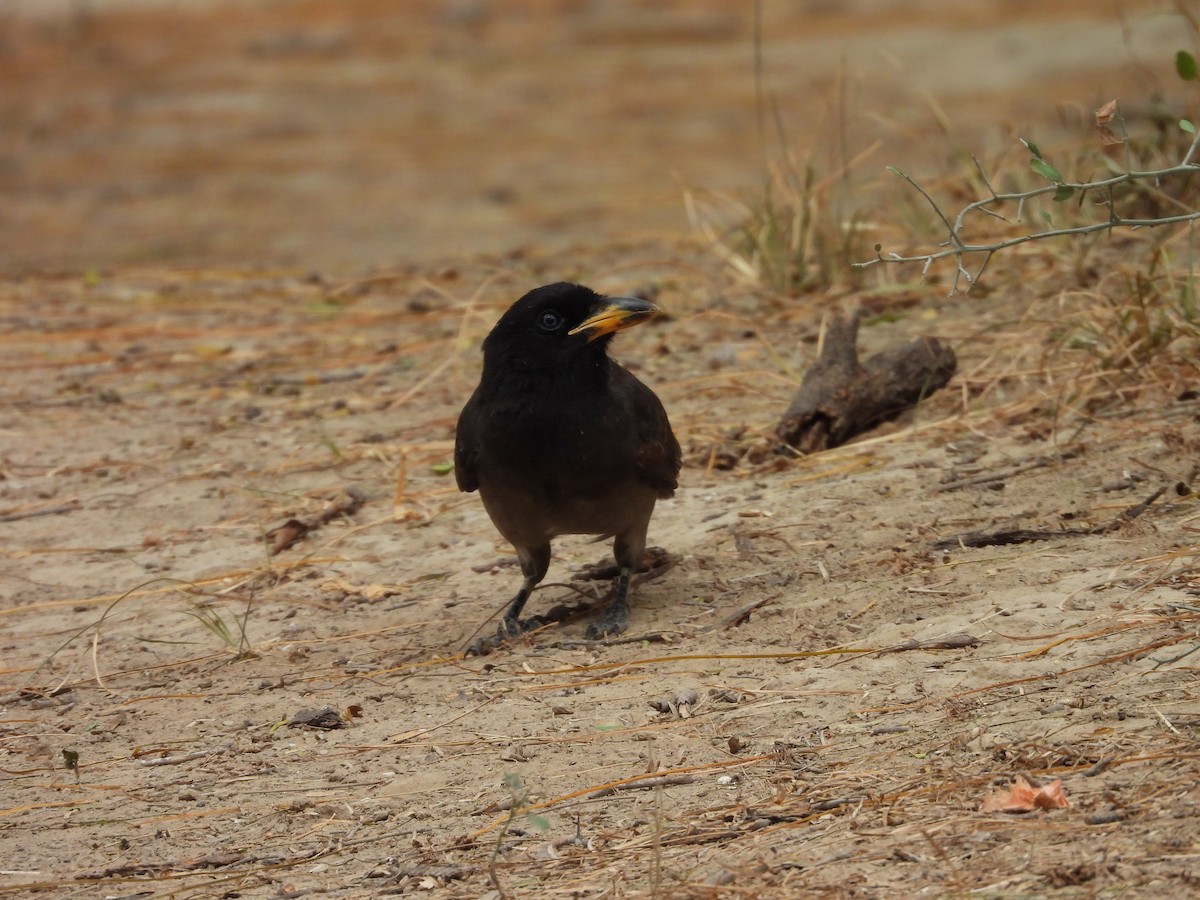 Brown Jay - ML646748627