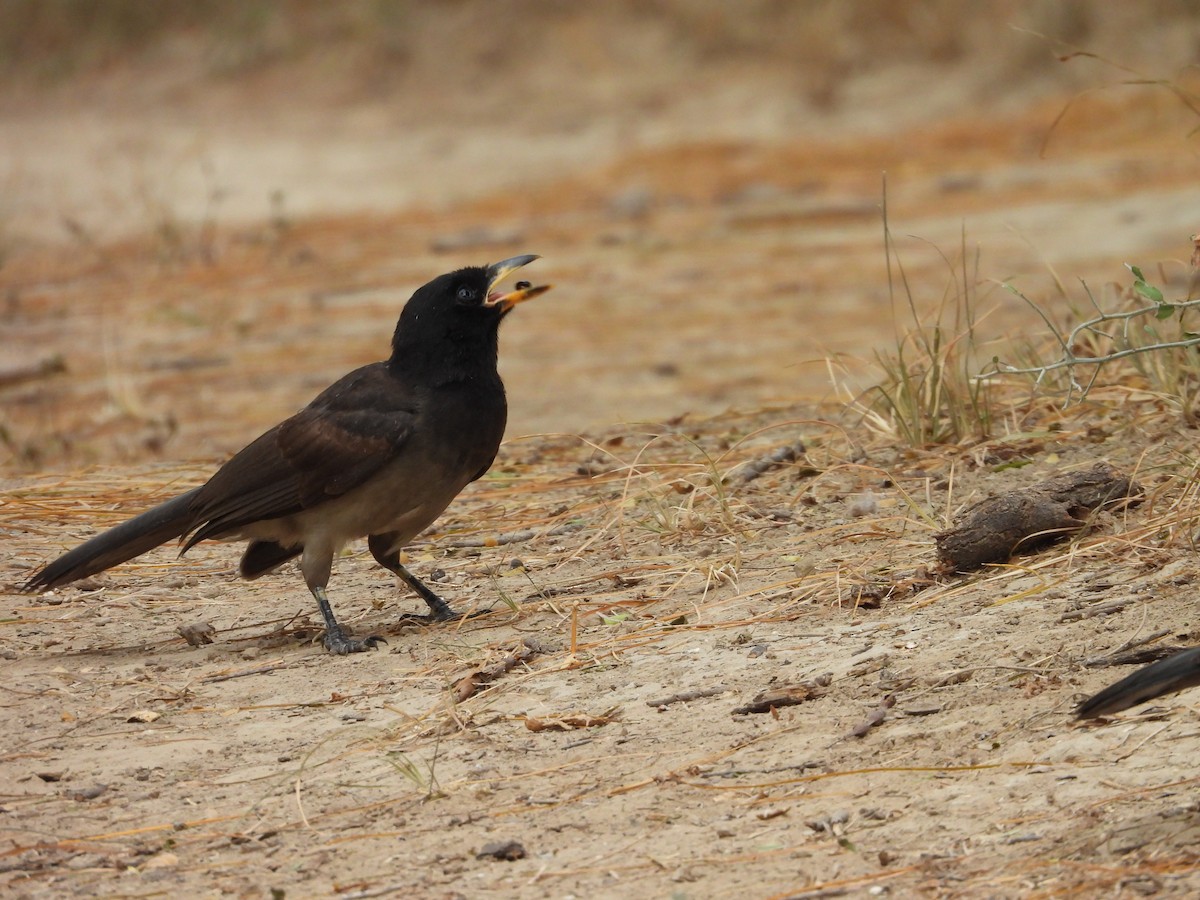 Brown Jay - ML646748628