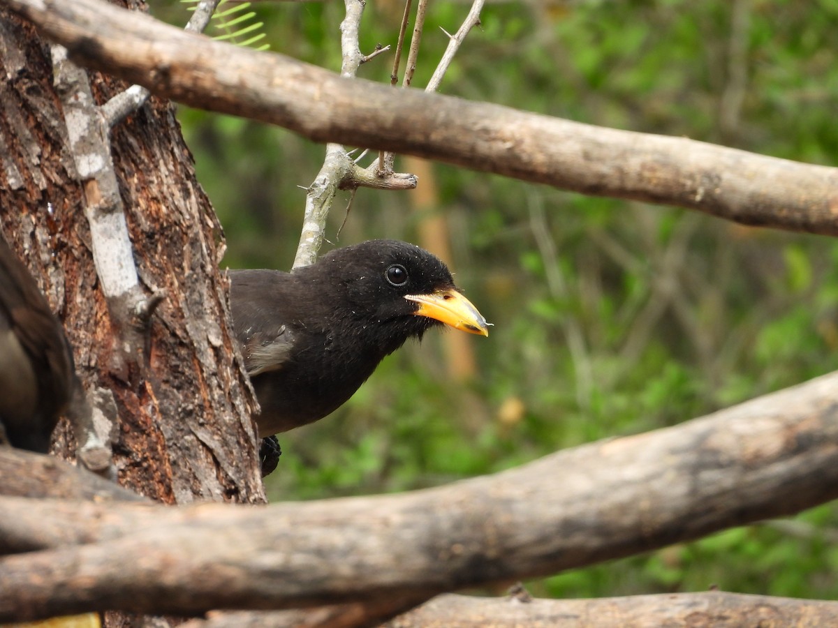 Brown Jay - ML646748629