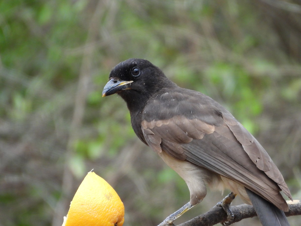 Brown Jay - ML646748630