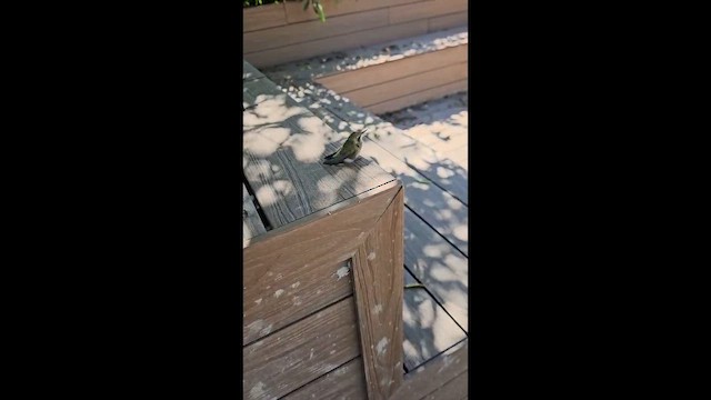 White-bellied Hummingbird - ML646748631