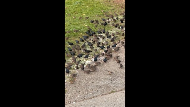 Braunkopf-Kuhstärling - ML646748632