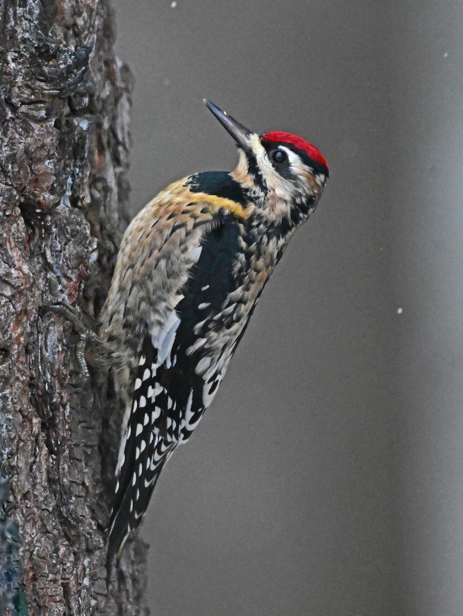 Gelbbauch-Saftlecker - ML646748633