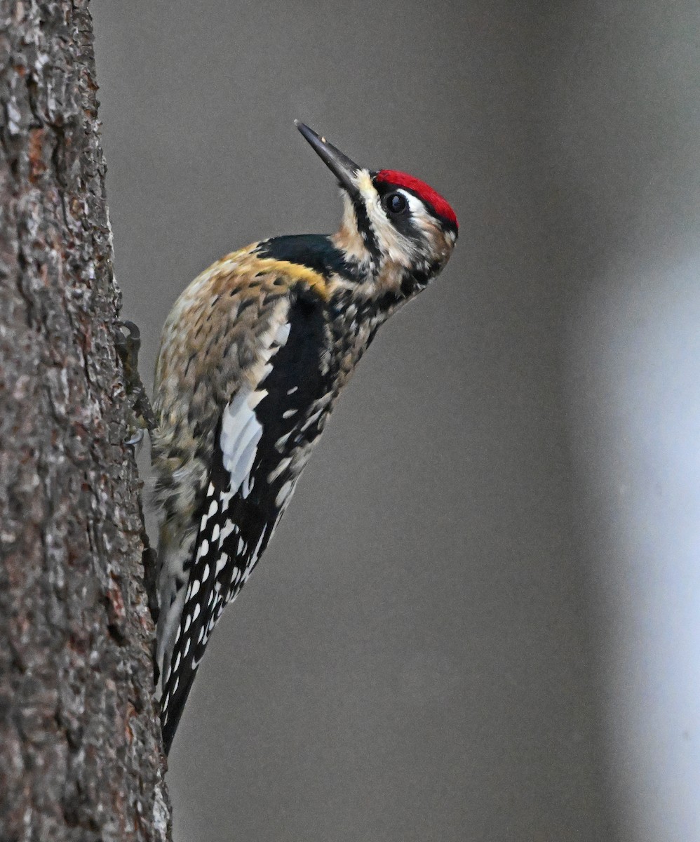 Gelbbauch-Saftlecker - ML646748634