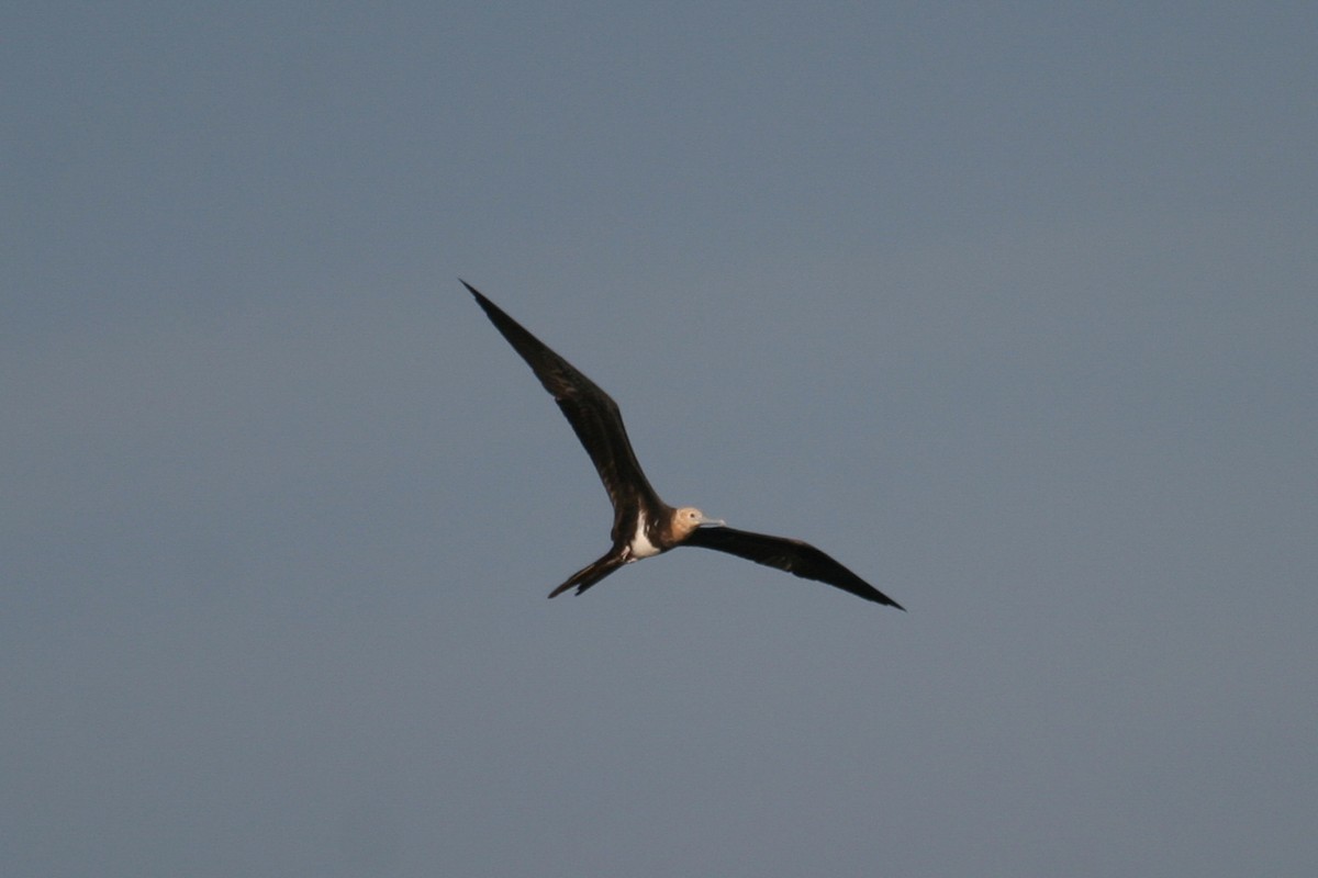 Lesser Frigatebird - ML646748635