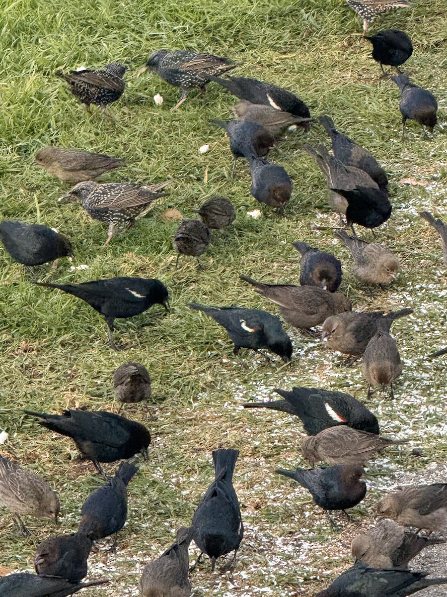 Dreifarbenstärling - ML646748636