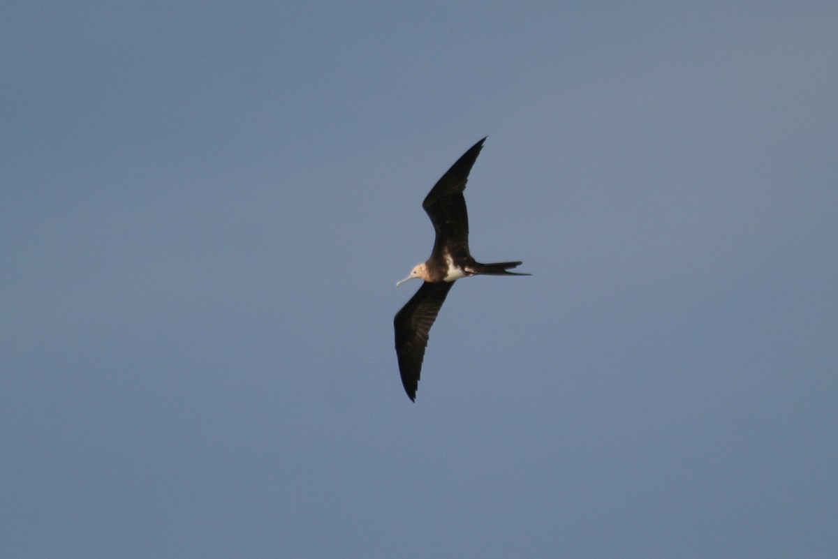 Lesser Frigatebird - ML646748637