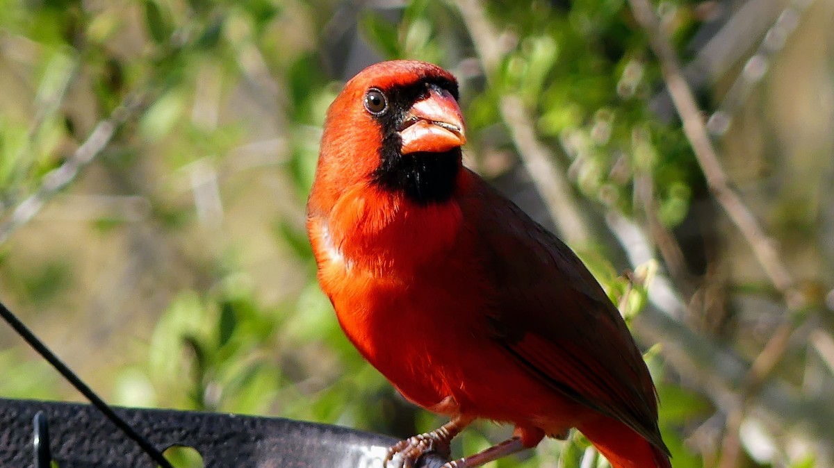 Northern Cardinal - ML646748638
