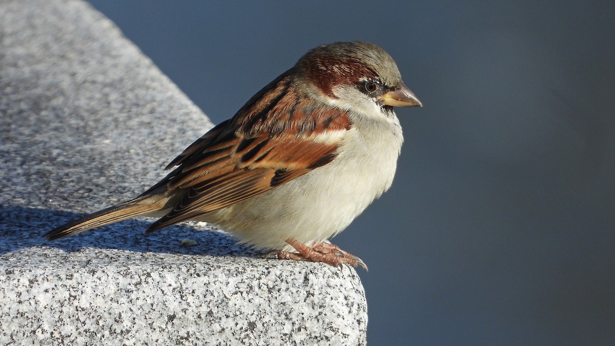 House Sparrow - ML646748639