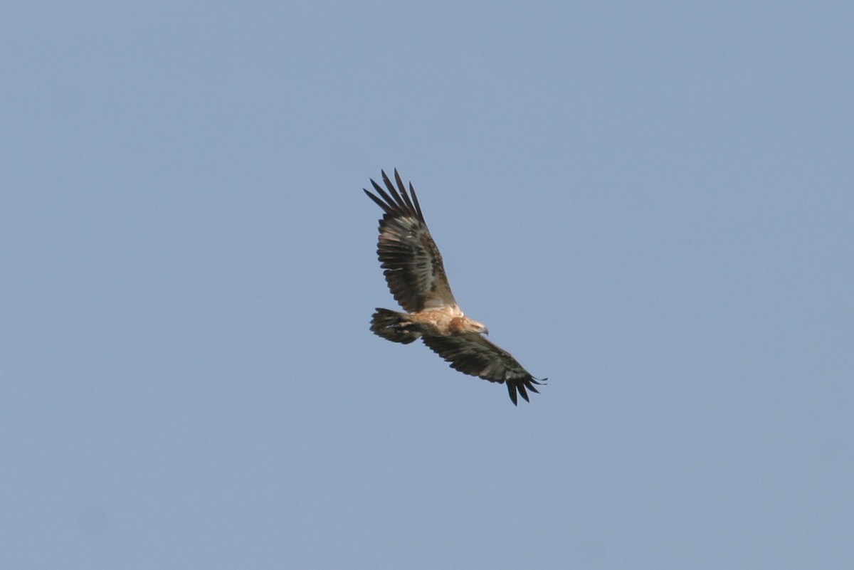 White-bellied Sea-Eagle - ML646748640
