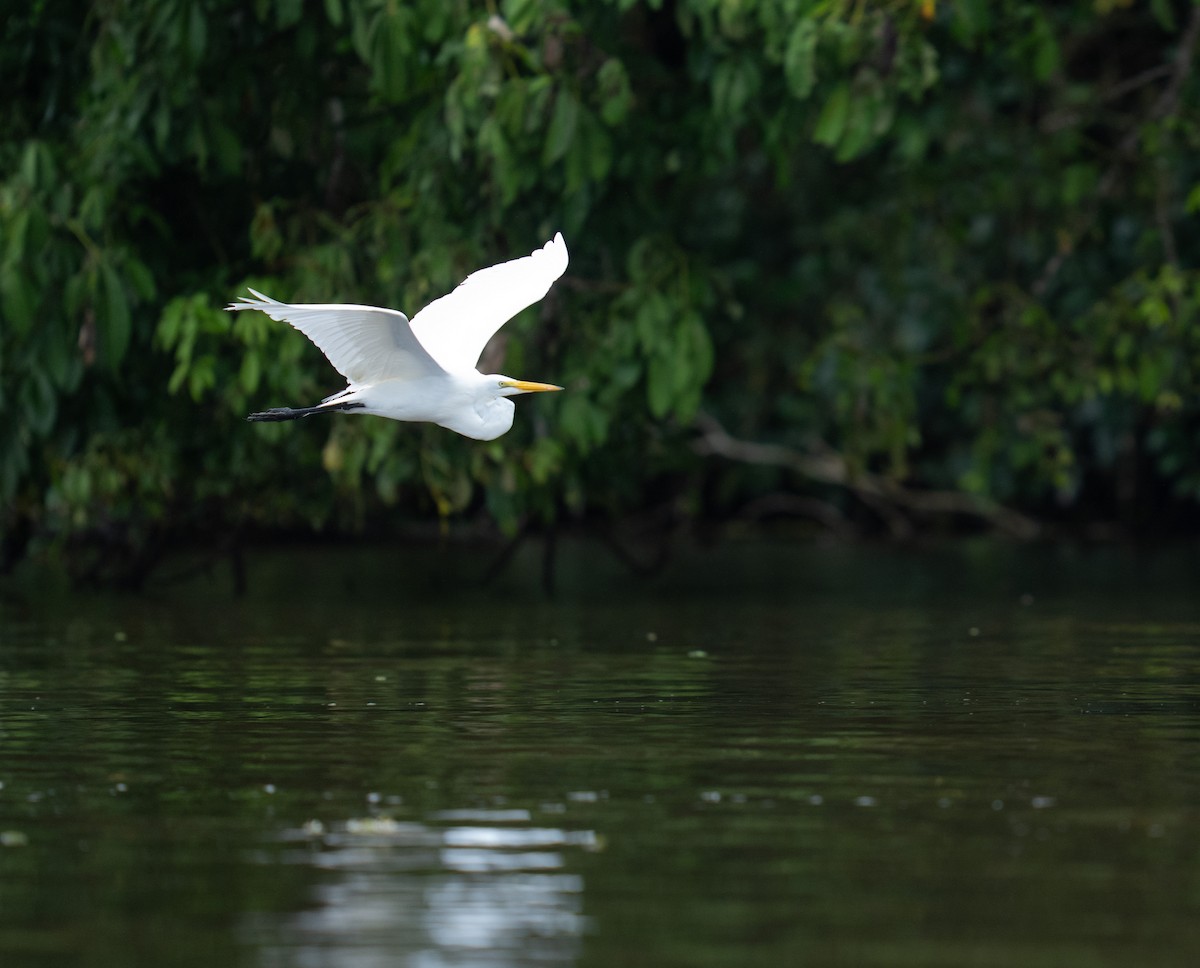 Цасч дэглий - ML646748641