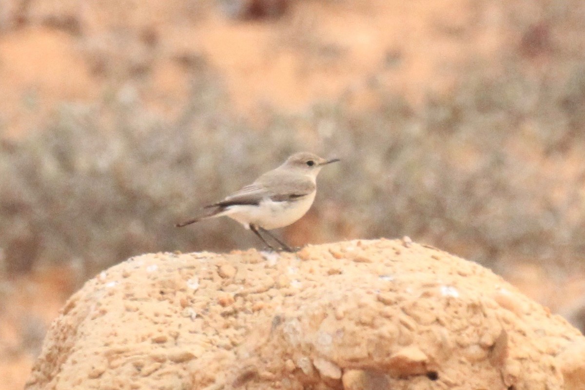 Tractrac Chat - ML646748642