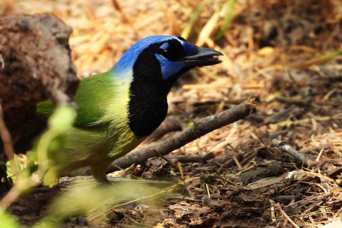 sojka zelenavá - ML646748645