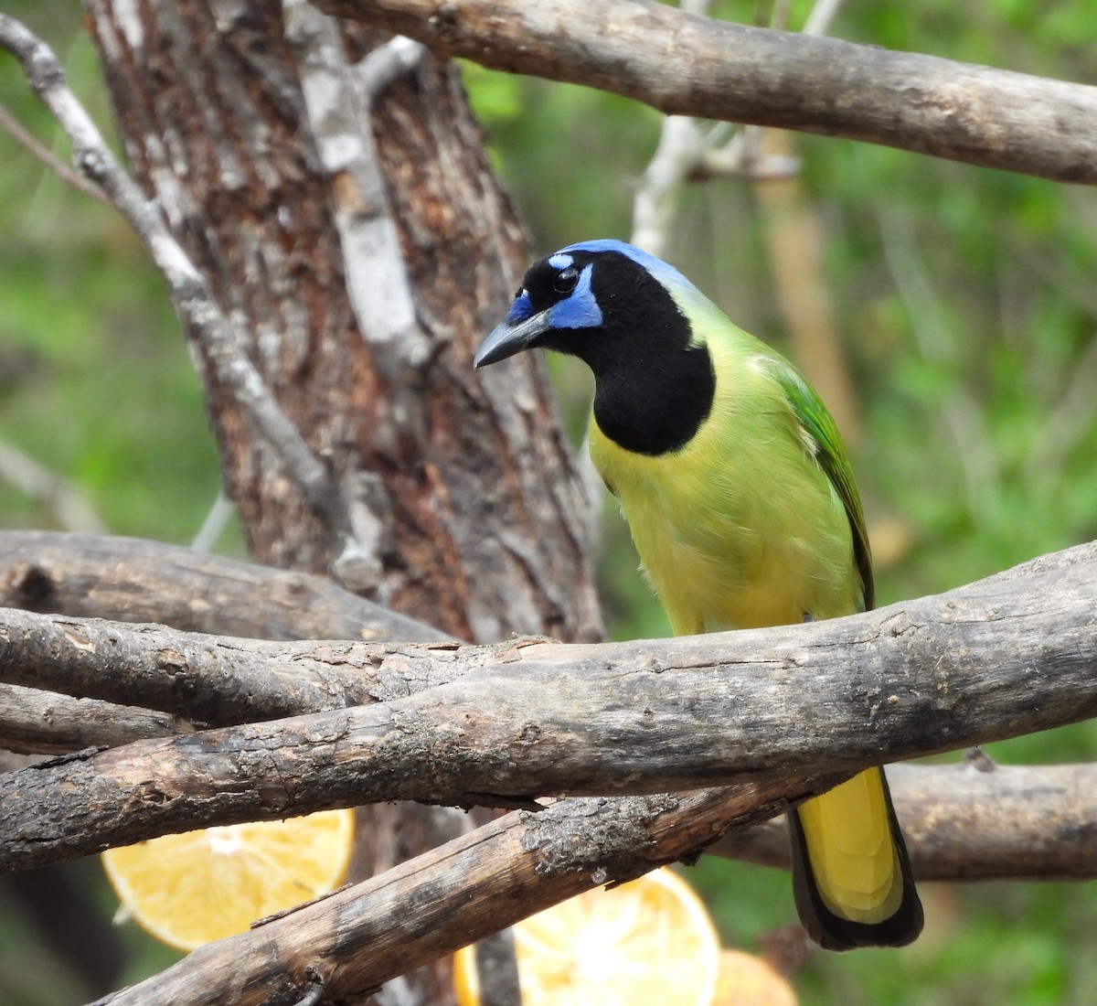 sojka zelenavá - ML646748646