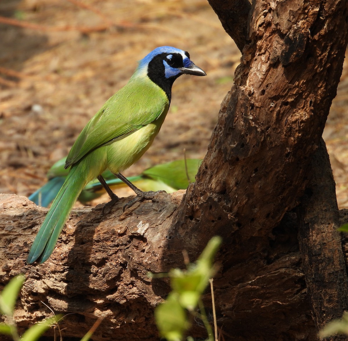 sojka zelenavá - ML646748647