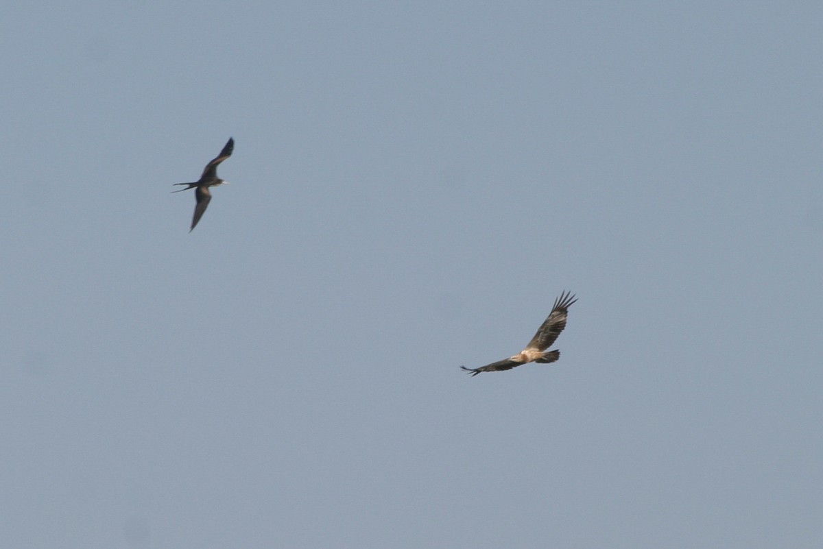 White-bellied Sea-Eagle - ML646748649