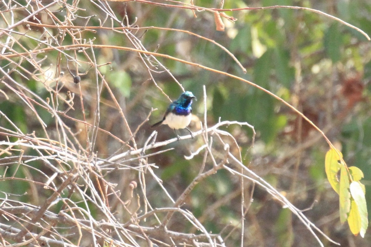 White-bellied Sunbird - ML646748650