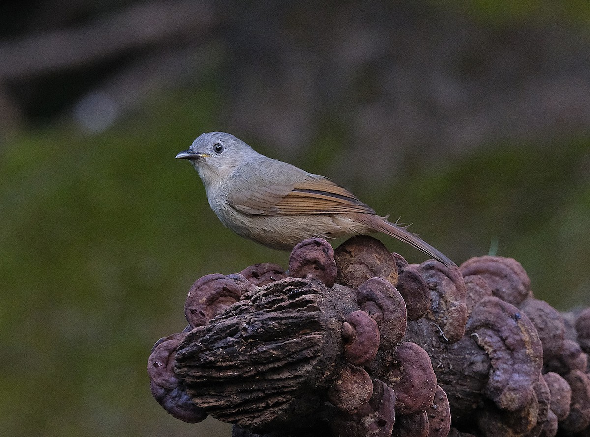 Brown-cheeked Fulvetta - ML646748651