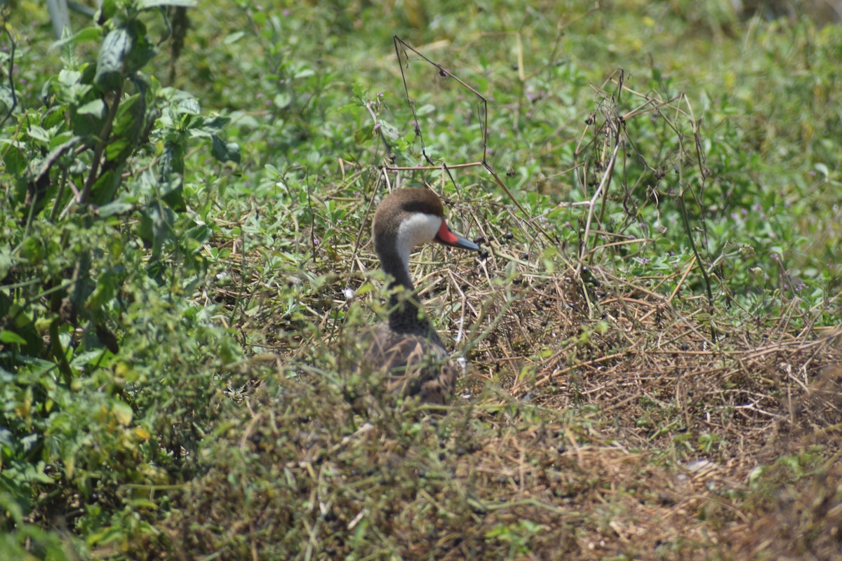 Ánade Gargantillo - ML646748653