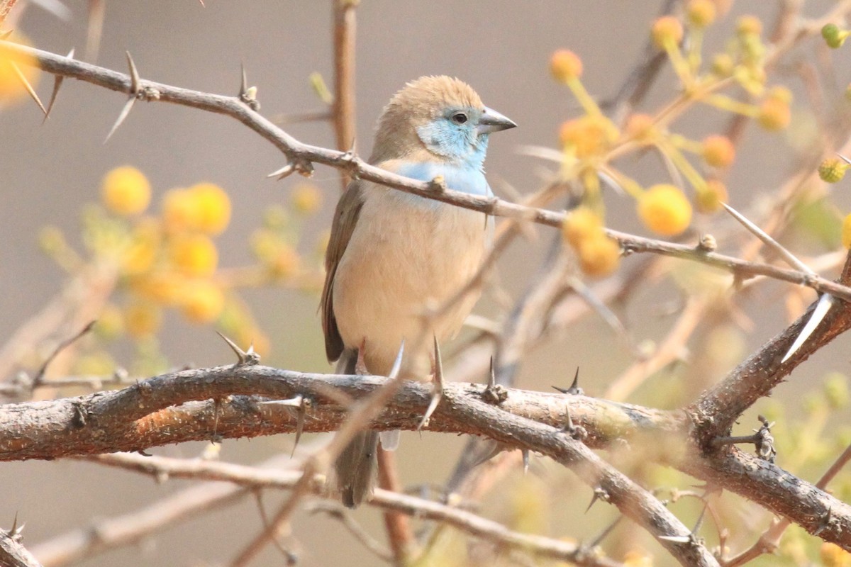 Southern Cordonbleu - ML646748655