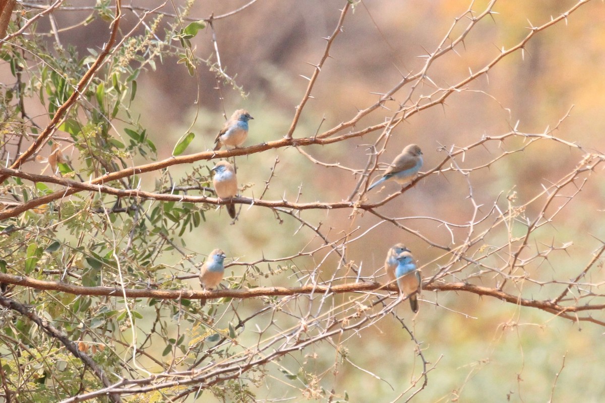 Southern Cordonbleu - ML646748656