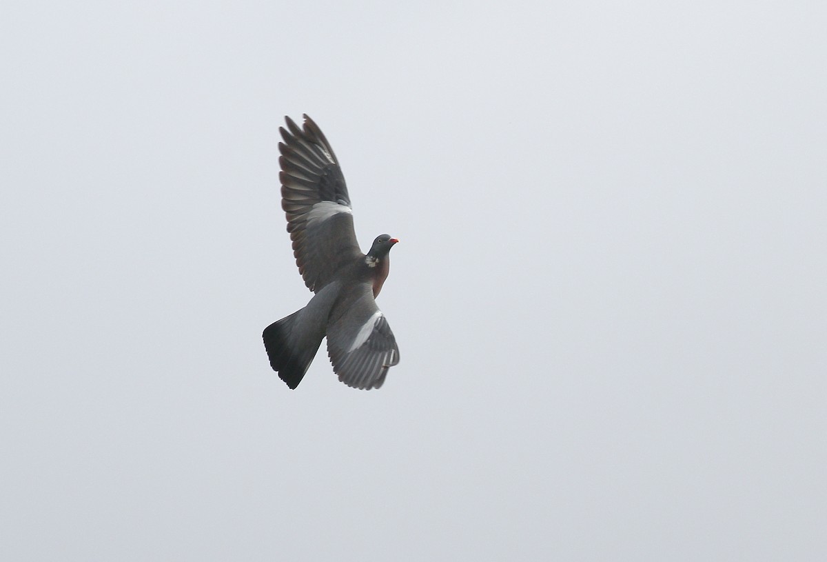 Common Wood-Pigeon - ML646748657