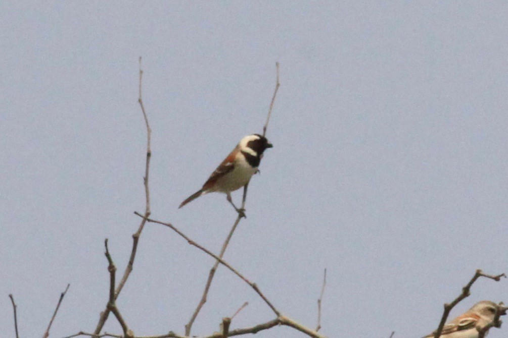 Cape Sparrow - ML646748659