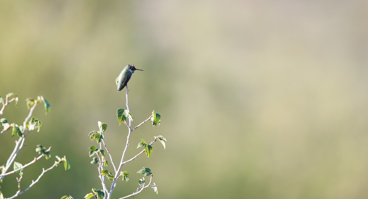 Colibri de Costa - ML646748661