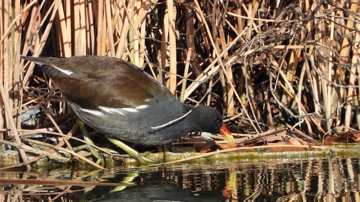 Eurasian Moorhen - ML646748666