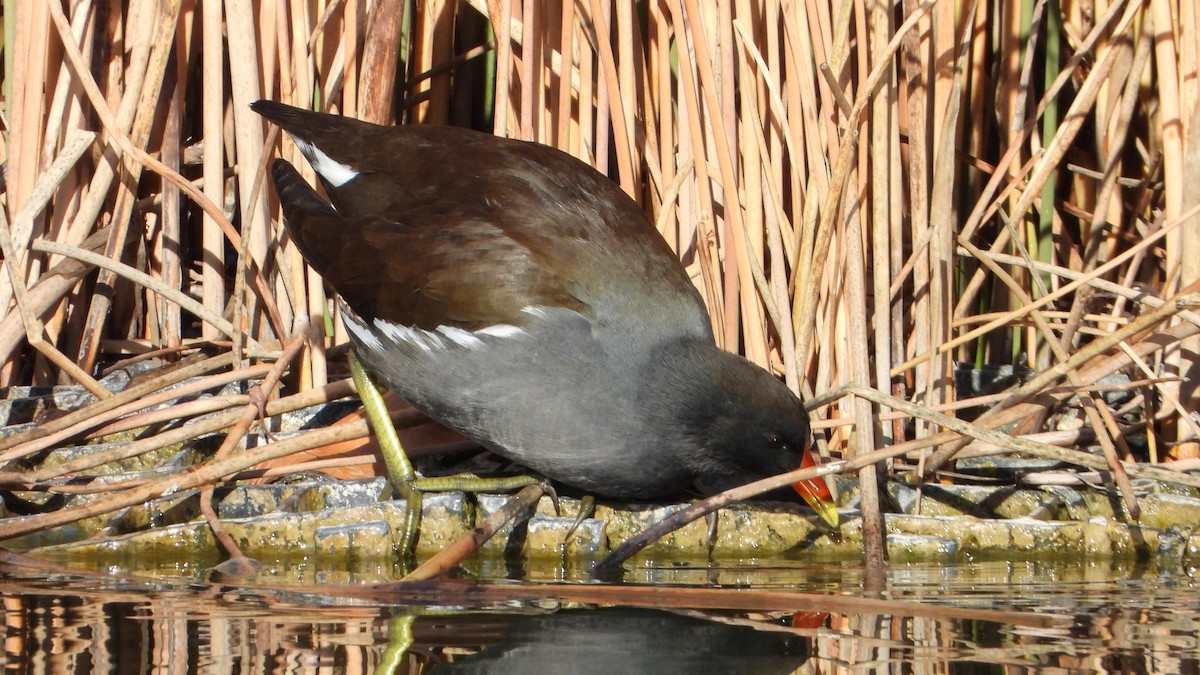 Eurasian Moorhen - ML646748667